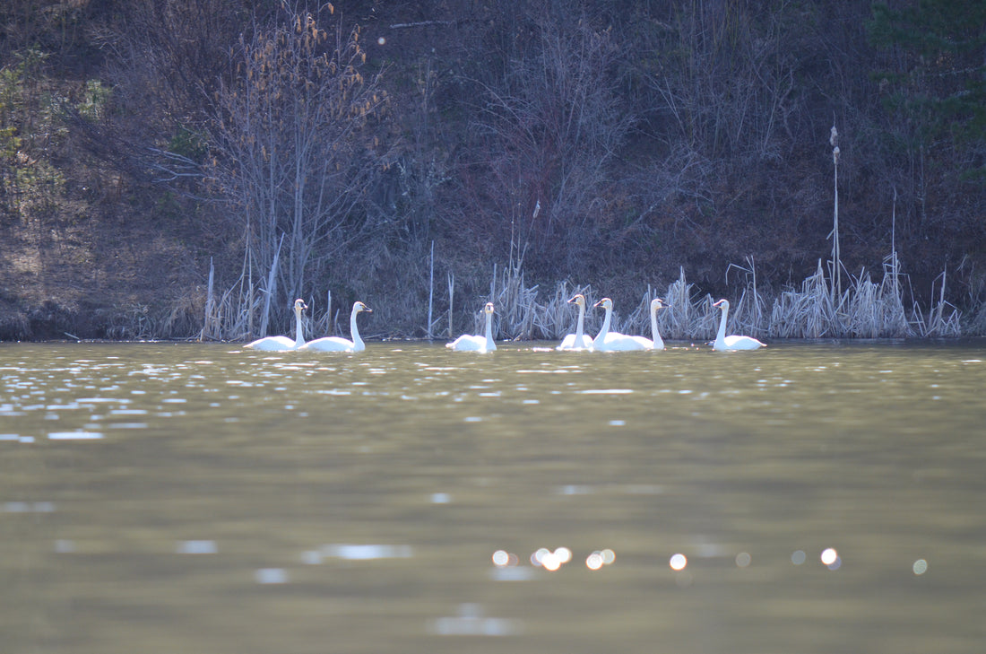 Seven swans were swimming