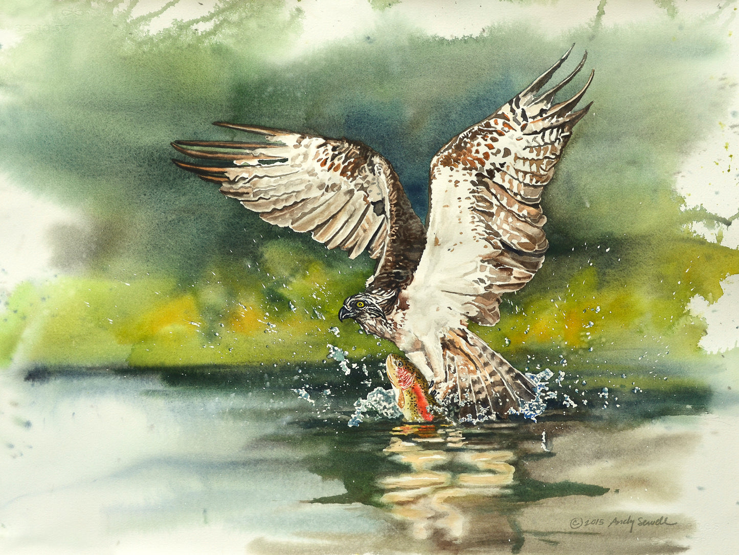 "Osprey: caught one" - A signed edition Giclee art print from an Original watercolor of an Osprey over the water