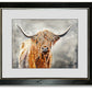 “Blondie the Highlander” - Original or Fine art Giclée print, highlander wall art, cow wall art