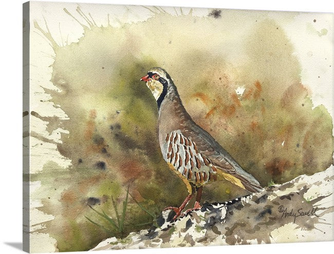 "Chukar Chillin' " - 11"x15" Original Watercolor or giclee print.