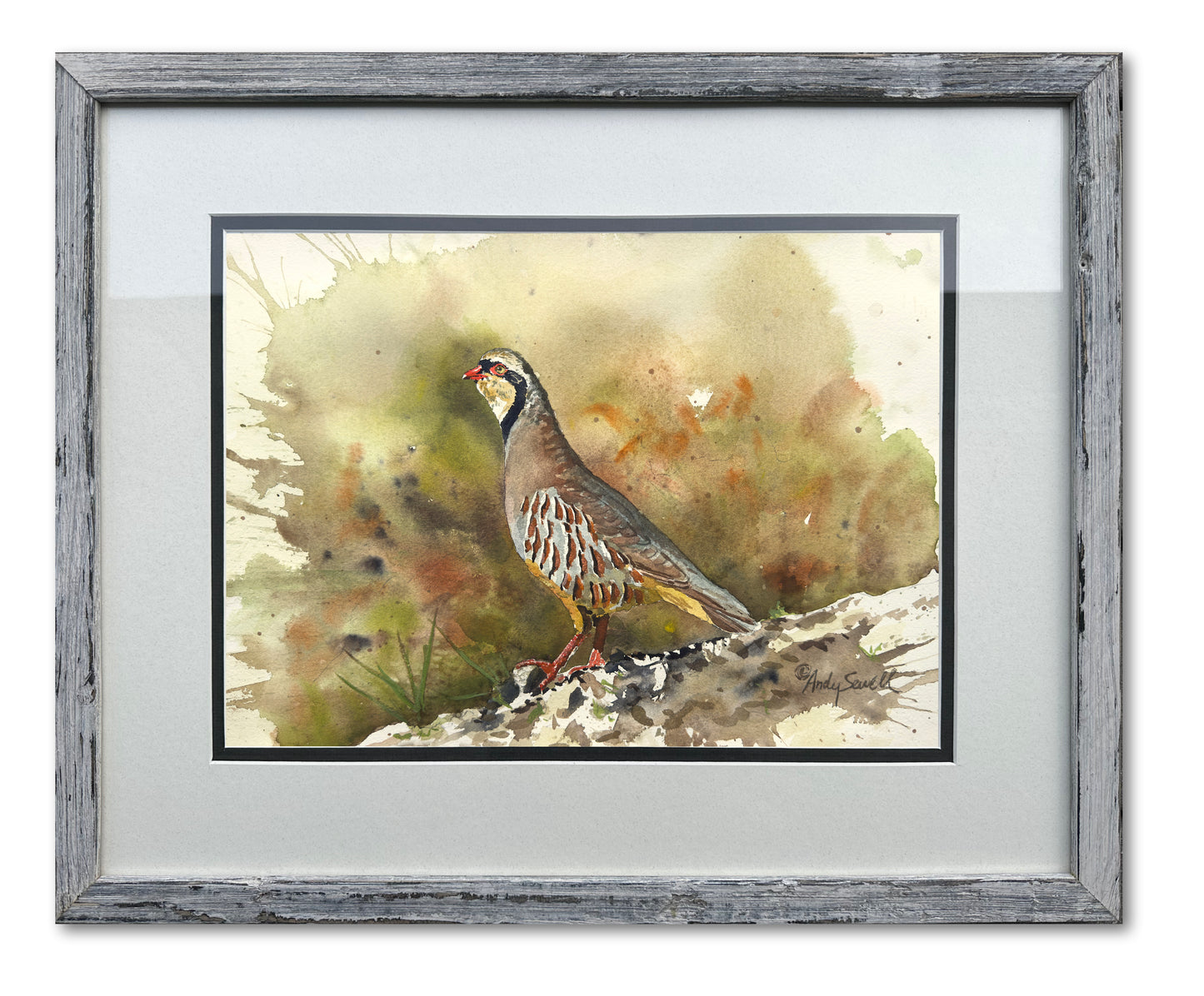 "Chukar Chillin' " - 11"x15" Original Watercolor or giclee print.