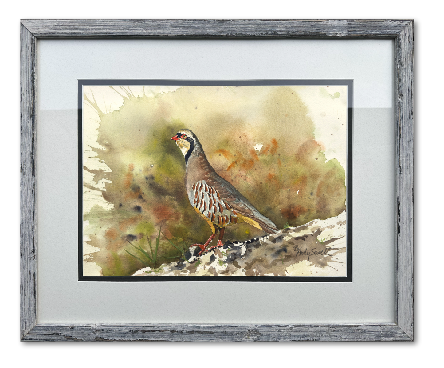 "Chukar Chillin' " - 11"x15" Original Watercolor or giclee print.