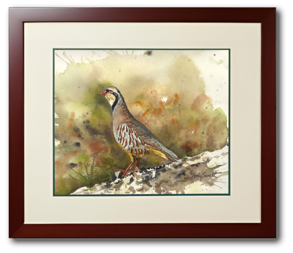 "Chukar Chillin' " - 11"x15" Original Watercolor or giclee print.