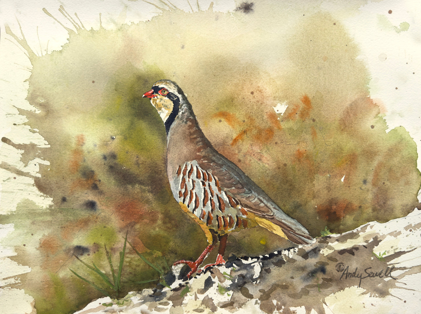 "Chukar Chillin' " - 11"x15" Original Watercolor or giclee print.
