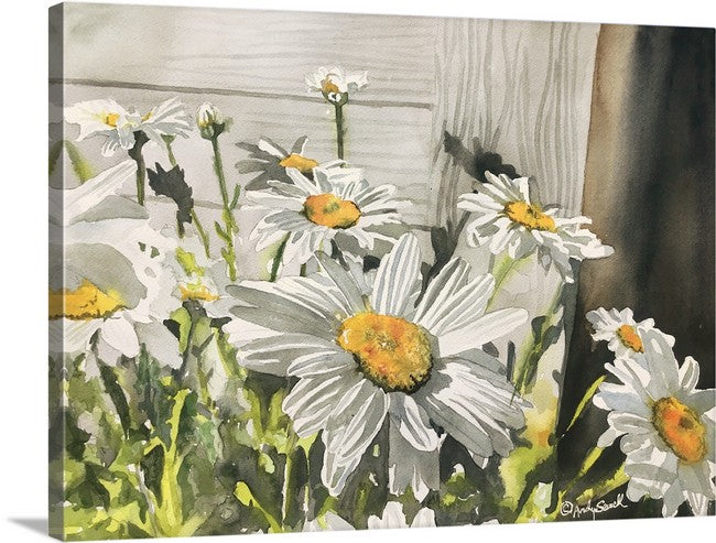 "Daisies by the Shed" - Daisy art print, Daisies Watercolor Print signed edition