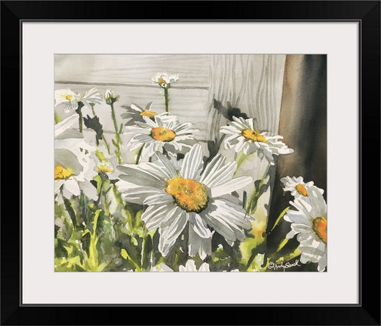 "Daisies by the Shed" - Daisy art print, Daisies Watercolor Print signed edition