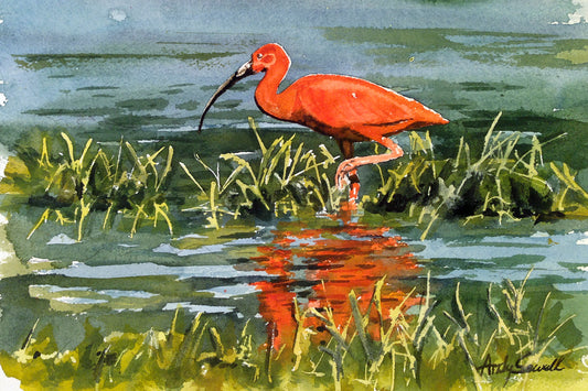 "I is for Ibis" Original 8x12 or framed 11x14 watercolor or giclee print