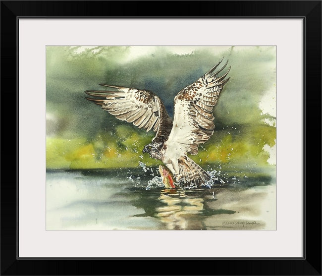 "Osprey: caught one" - A signed edition Giclee art print from an Original watercolor of an Osprey over the water