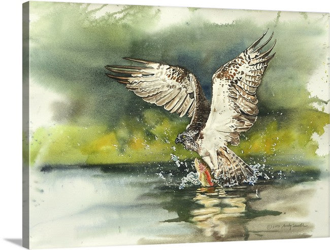 "Osprey: caught one" - A signed edition Giclee art print from an Original watercolor of an Osprey over the water