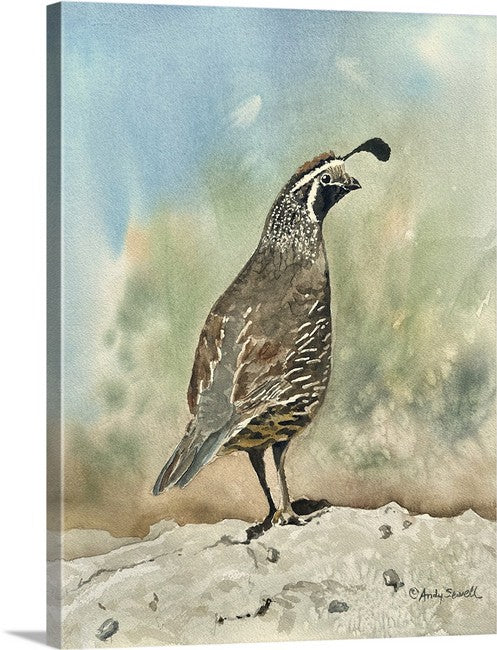 "Quail on Guard" art print - An Original or a signed edition Giclee watercolor print of California quail art (Now also available in an online course)