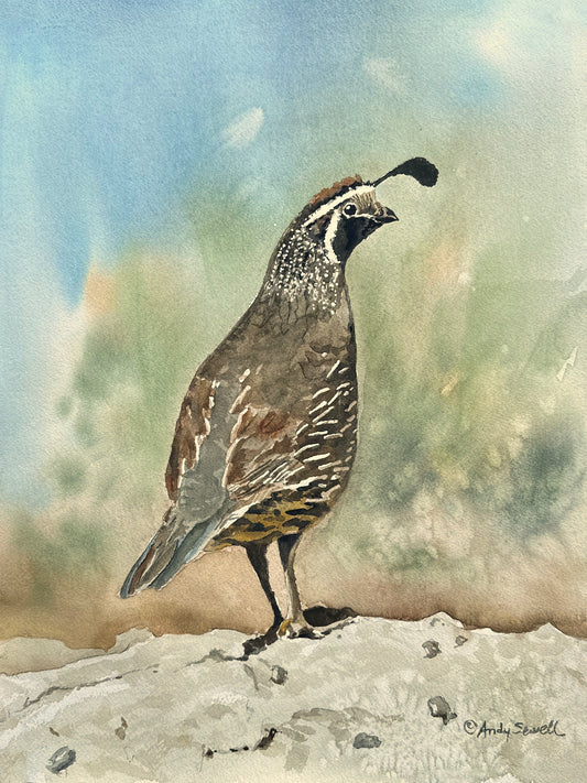 "Quail on Guard" art print - An Original or a signed edition Giclee watercolor print of California quail art (Now also available in an online course)