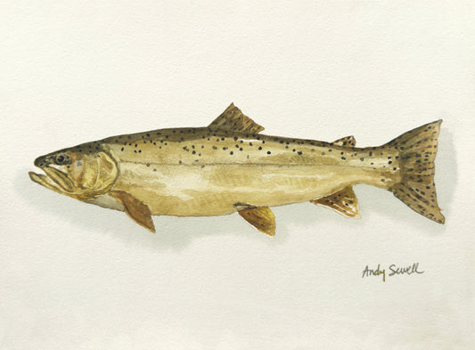 "Apache Trout" - 11x15 Original Watercolor or signed edition paper/canvas Giclée art print.