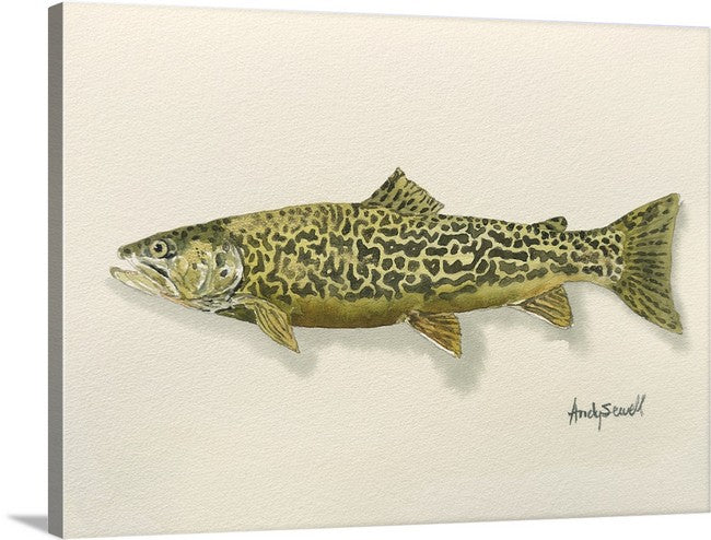 "Tiger Trout" - 11x15 Original Watercolor or signed edition paper/canvas Giclée art print.