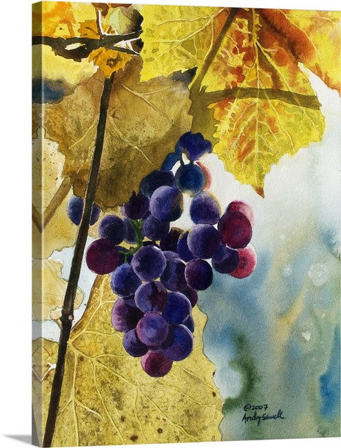 “Colors of the Vineyard” An Original watercolor or a signed Giclee art print of grapes glowing in the sun..