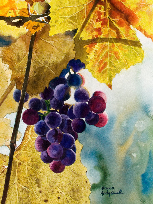 “Colors of the Vineyard” An Original watercolor or a signed Giclee art print of grapes glowing in the sun..