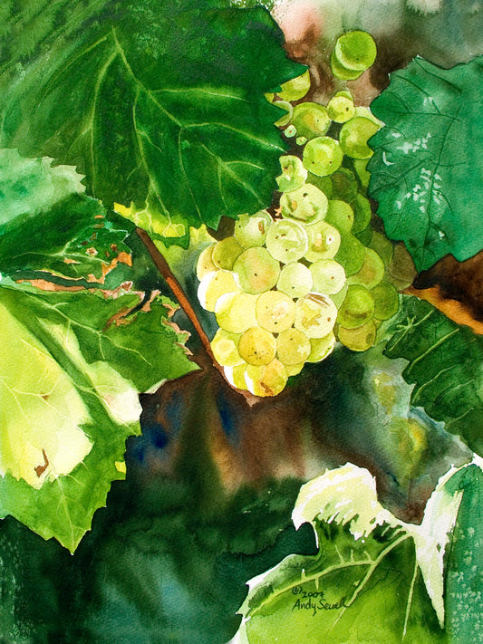 “Glowing Green Grapes” An Original watercolor or a signed Giclee art print of green grapes glowing in the sun.