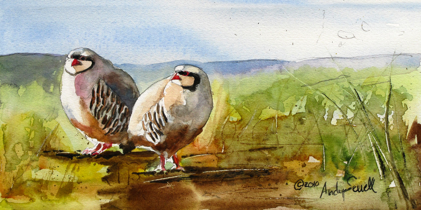 "Huddling up" 20x10" -A signed Giclee art print from an Original watercolor of 2 chukars in a huddle