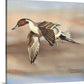"Pintail in Flight" - An open edition Giclee art print from an Original watercolor