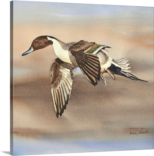 "Pintail in Flight" - An open edition Giclee art print from an Original watercolor