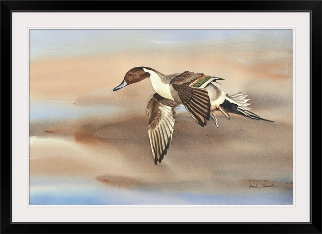 "Pintail in Flight" - An open edition Giclee art print from an Original watercolor