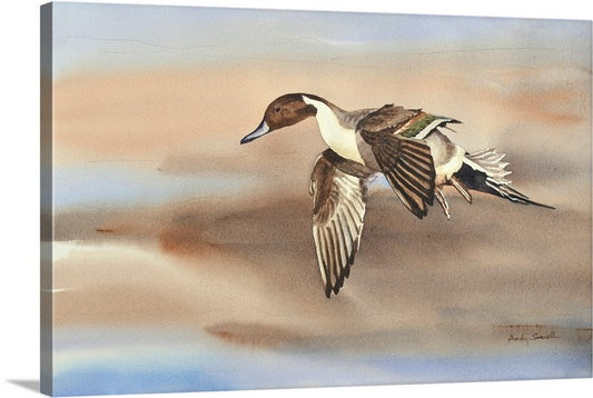 "Pintail in Flight" - An open edition Giclee art print from an Original watercolor