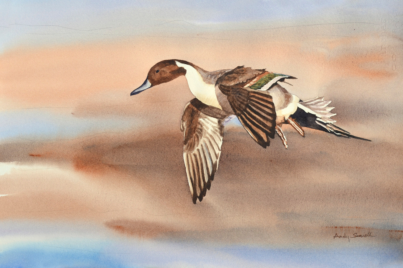 "Pintail in Flight" - An open edition Giclee art print from an Original watercolor