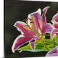 "Stargazer Glow" - 48"x30" Original oil on canvas or Open ed. Giclée of a Stargazer Lily