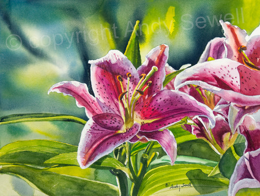 "Stargazer Glory" 12x16 signed edition canvas or paper Giclee Reprod. of a Stargazer Lily