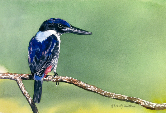 "U is for Ultramarine Kingfisher" Original 7x10 or framed 11x14 watercolor or giclee print