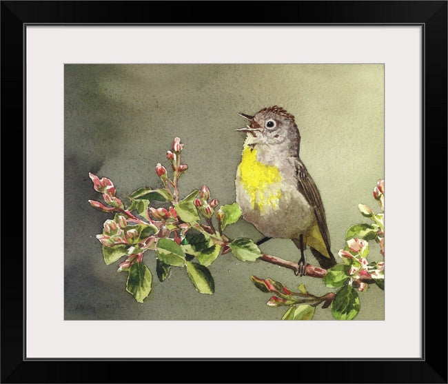 "Virginia Warbler"- An 8x12 Giclee from watercolor