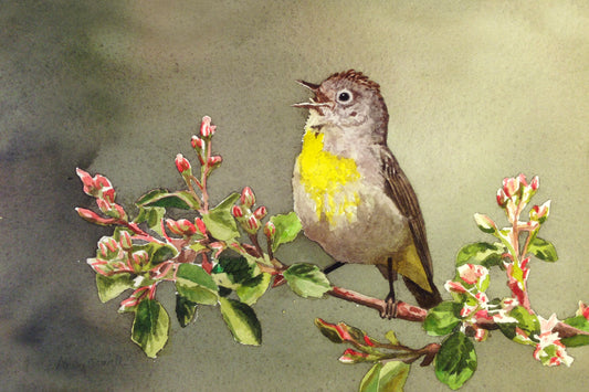 "Virginia Warbler"- An 8x12 Giclee from watercolor