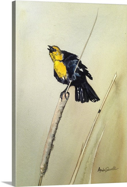 Yellow Headed Blackbird - An Original 8x12 watercolor or giclee print