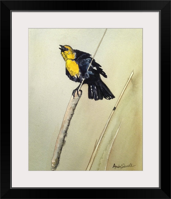 Yellow Headed Blackbird - An Original 8x12 watercolor or giclee print
