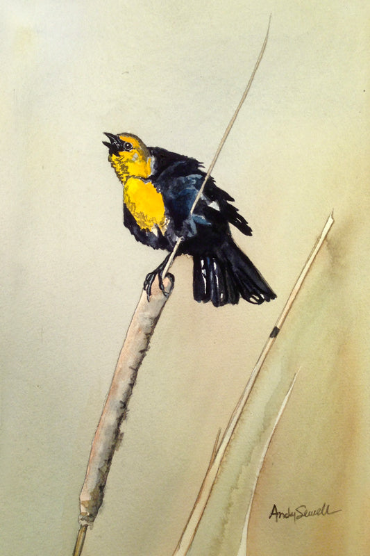 Yellow Headed Blackbird - An Original 8x12 watercolor or giclee print