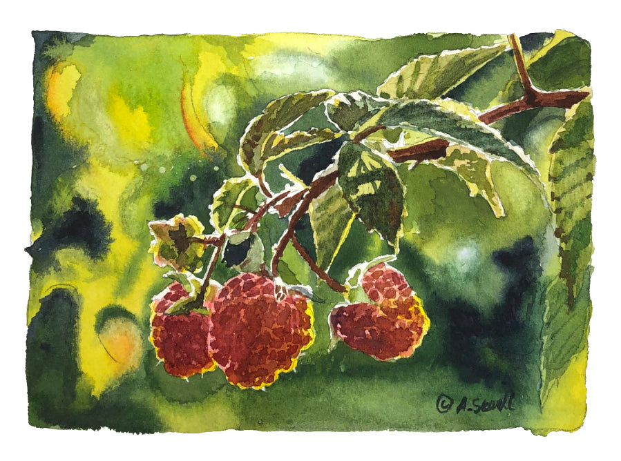 "Berries & Cherries" Original 5x7 watercolors
