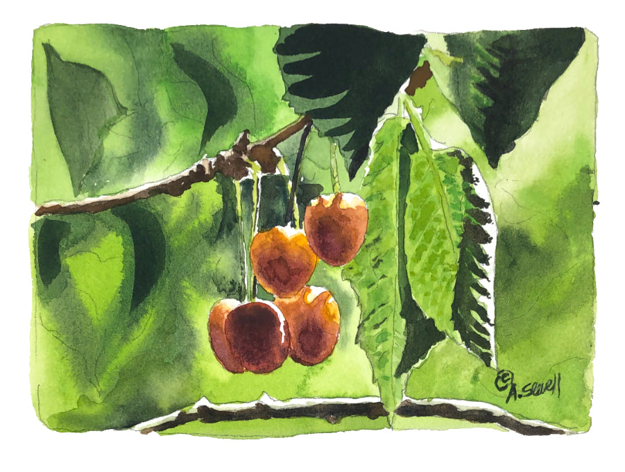 "Berries & Cherries" Original 5x7 watercolors