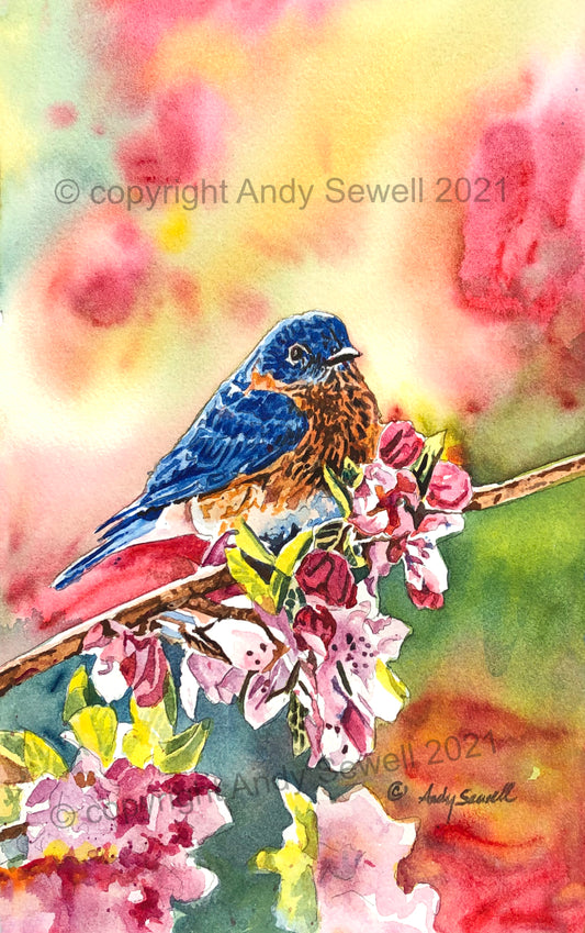 "Bluebird in the Blossoms" - Original watercolor painting, or paper or canvas Giclée art print of a Western Bluebird in the blossoms.