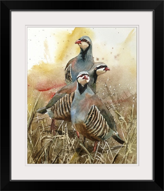"Three Chukateers" - 12"x16" A signed edition Giclee art print from an Original watercolor of 3 chukars strutting in the sun
