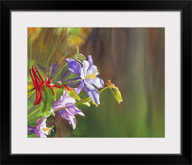 "Purple Colombine" 18x24 giclee print - a signed canvas or paper print from watercolor