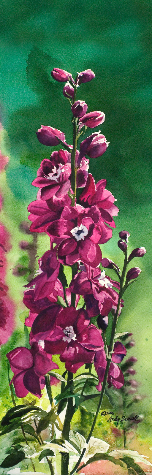"Delphinium" - 8"x24" ltd ed. s/n Giclee art print from an Original watercolor by Andy Sewell
