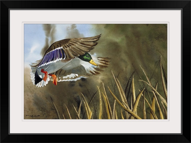 "Drake Dropping In" - An open edition Giclee art print from an Original watercolor, Duck wall art