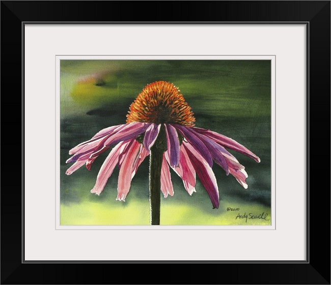 "Purple Cone Flower" 12x16 signed edition canvas or paper Giclee Reprod. of a Purple Cone Flower