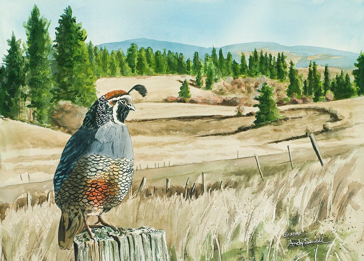 "KING of the VALLEY" A limited edition s/n Giclee reproduction of California quail art, watercolor print - by Andy Sewell