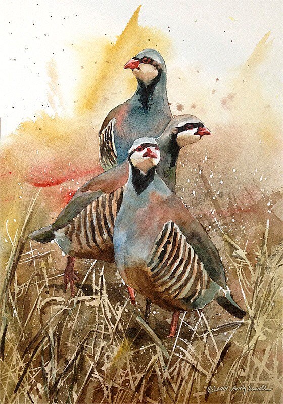 "Three Chukateers" - 12"x16" A signed edition Giclee art print from an Original watercolor of 3 chukars strutting in the sun