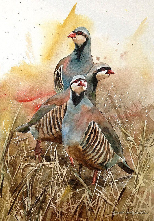 "Three Chukateers" - 12"x16" A limited edition s/n Giclee art print  from an Original watercolor of 3 chukars strutting in the sun