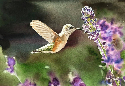 Hummingbird at Lavender - 7" x 11" Archival Watercolor Print S/N Ltd. Ed. by Andy Sewell