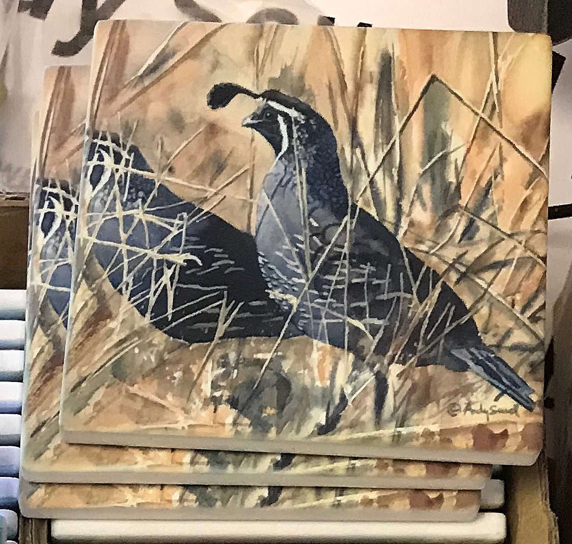 "QUAIL in the GRASS" art print - An Original or a ltd. edition s/n Giclee watercolor print of California quail art - by Andy Sewell