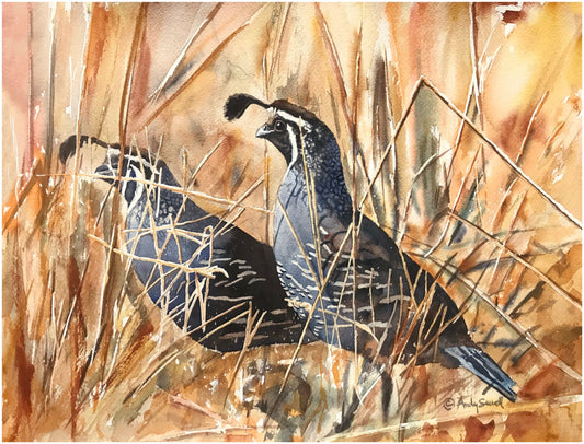 "QUAIL in the GRASS" art print - An Original or a ltd. edition s/n Giclee watercolor print of California quail art - by Andy Sewell