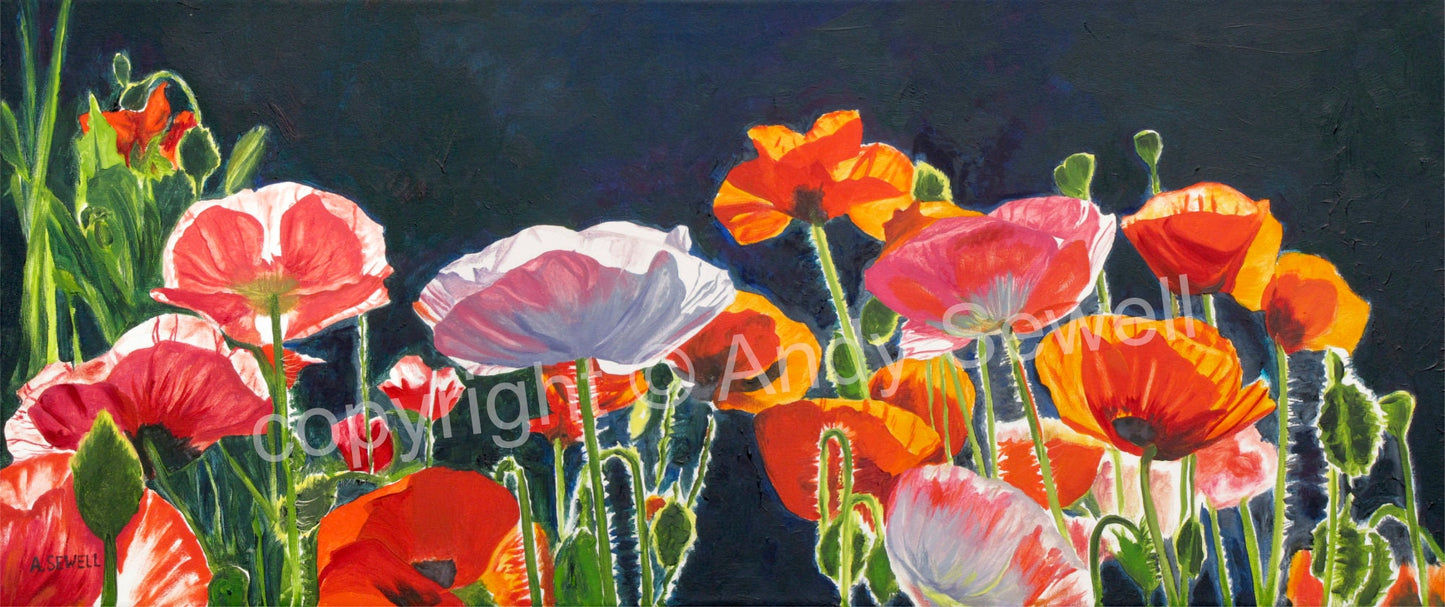 "Poppy Dance" - 16"x35" ltd. ed. s/n Giclee art print from an Original oil painting of poppies glowing in the sun - Andy Sewell