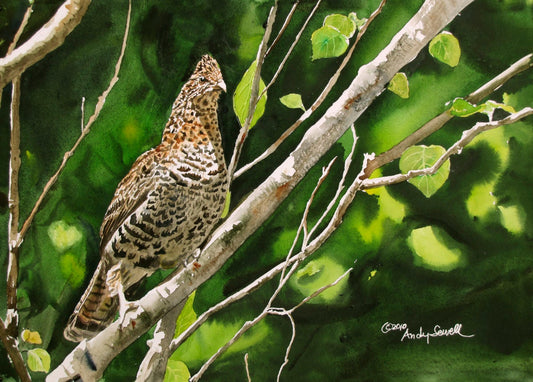 "Ruffed Grouse" - Archival Watercolor Print S/N Ltd. Ed. by Andy Sewell